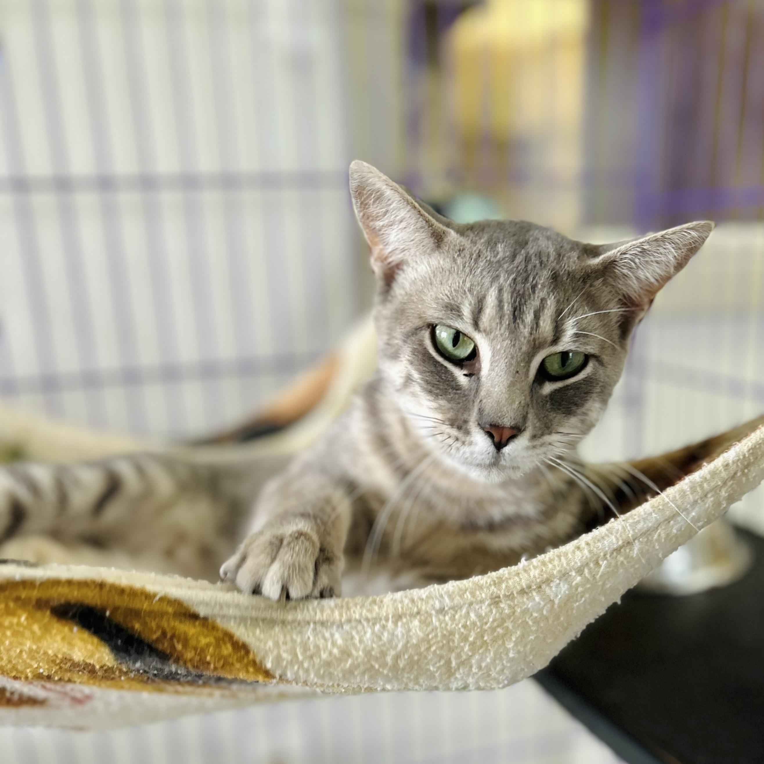 Enlarge Gordon, an adopted American Shorthair in Seguin, TX image 3/4