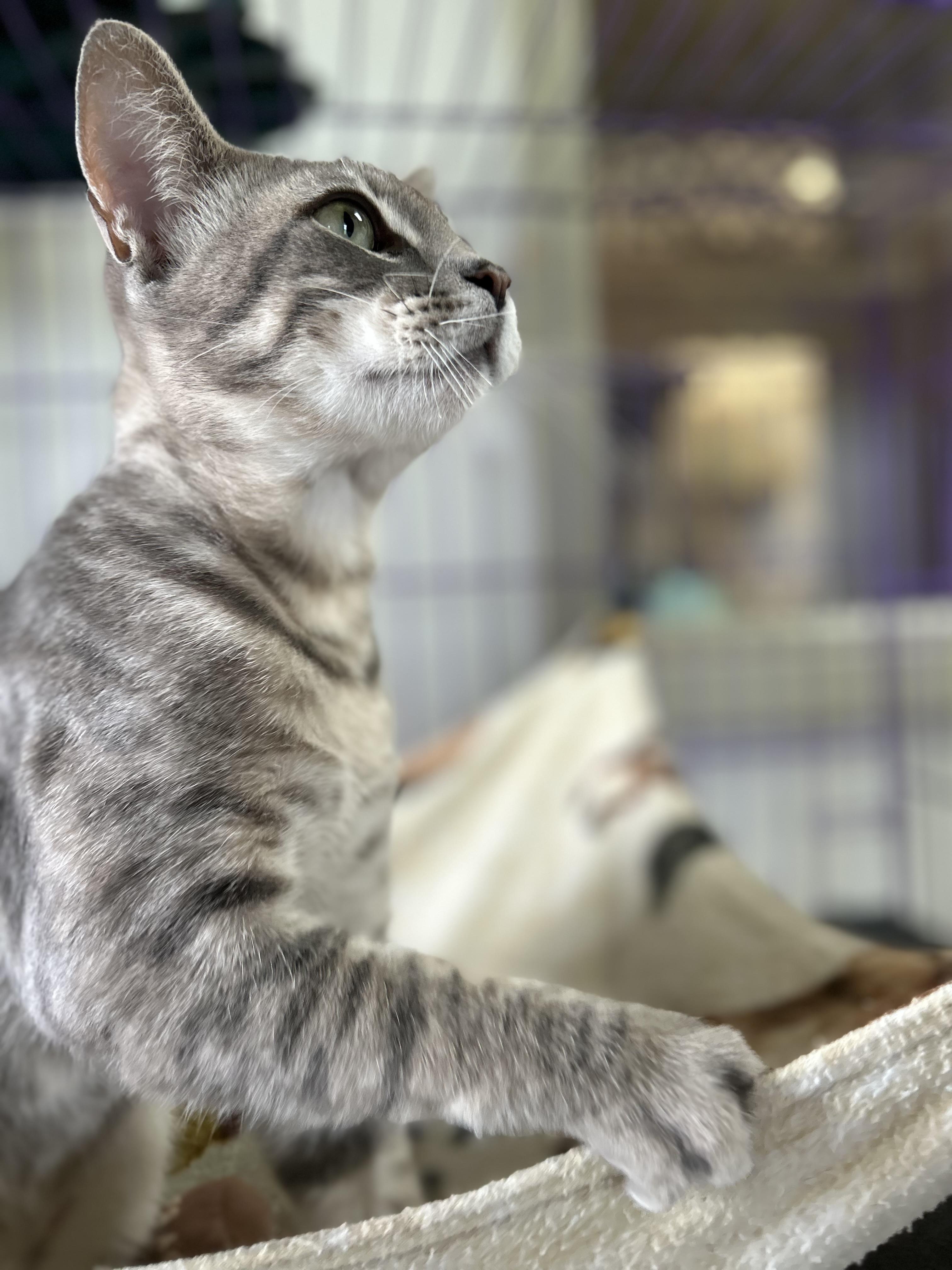 Enlarge Gordon, an adopted American Shorthair in Seguin, TX image 4/4