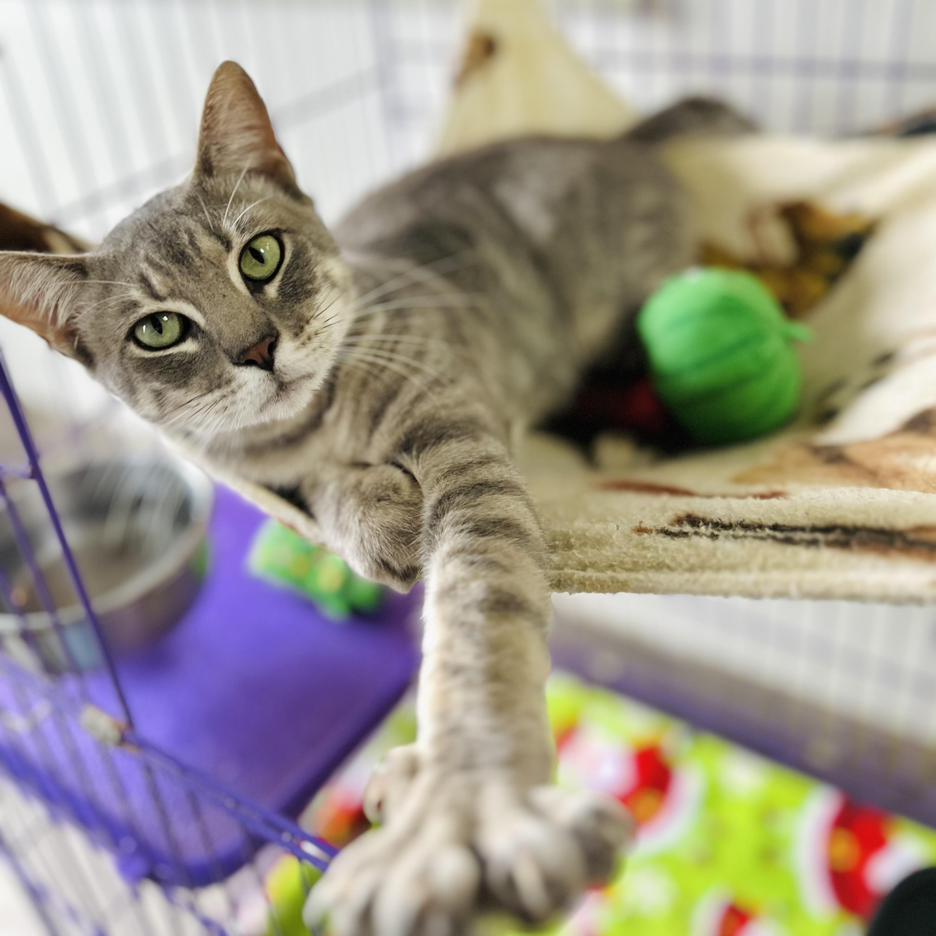 Enlarge Gordon, an adopted American Shorthair in Seguin, TX image 1/4
