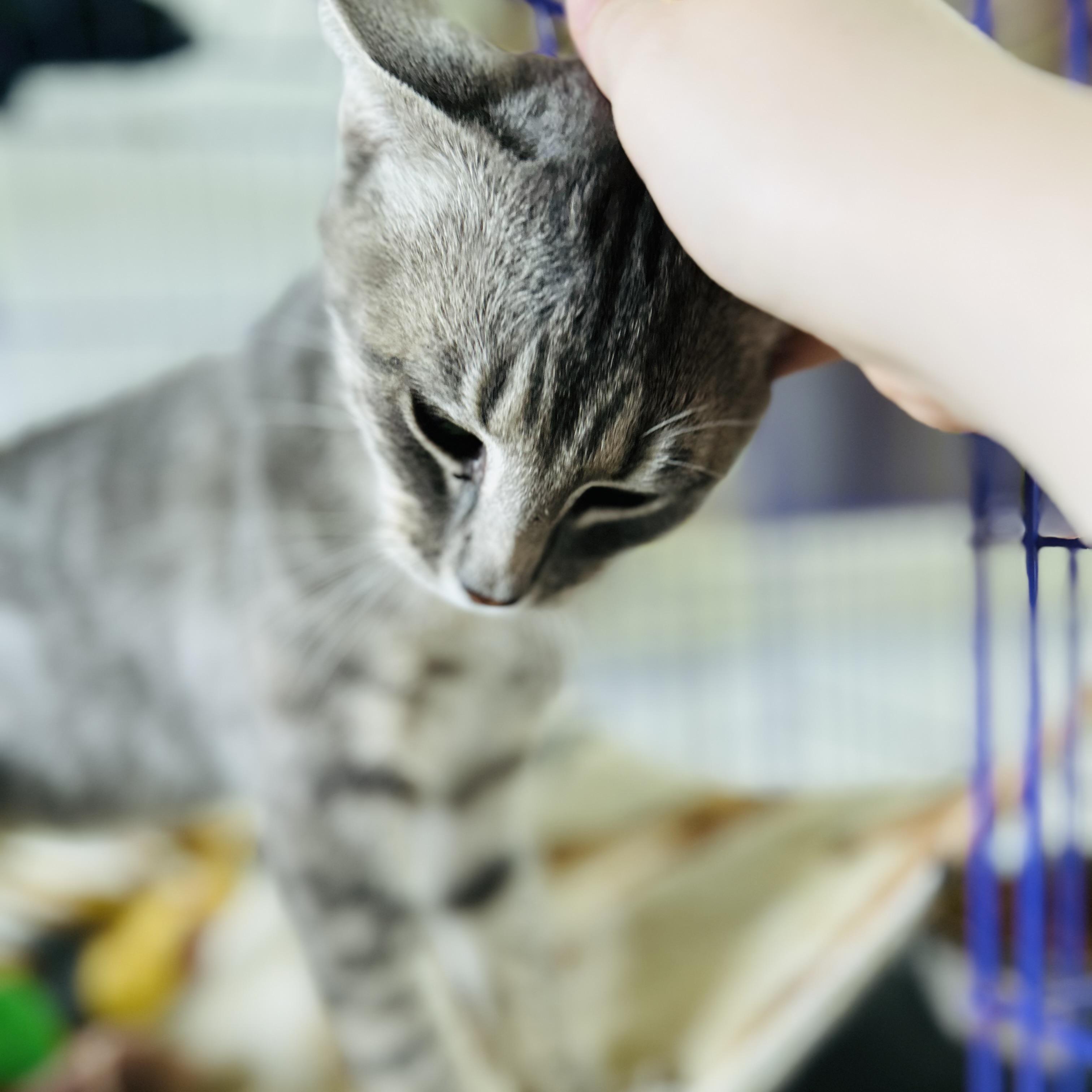 Enlarge Gordon, an adopted American Shorthair in Seguin, TX image 2/4