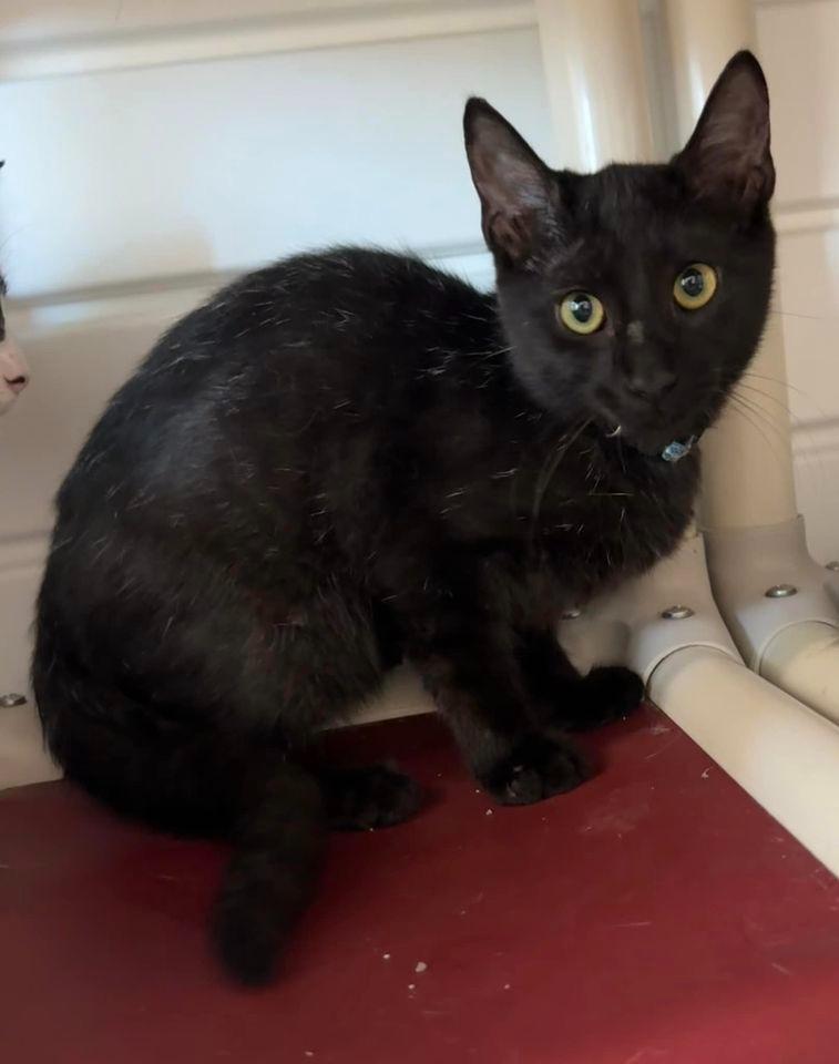Gunther, Adoptable, Young Male Domestic Short Hair.