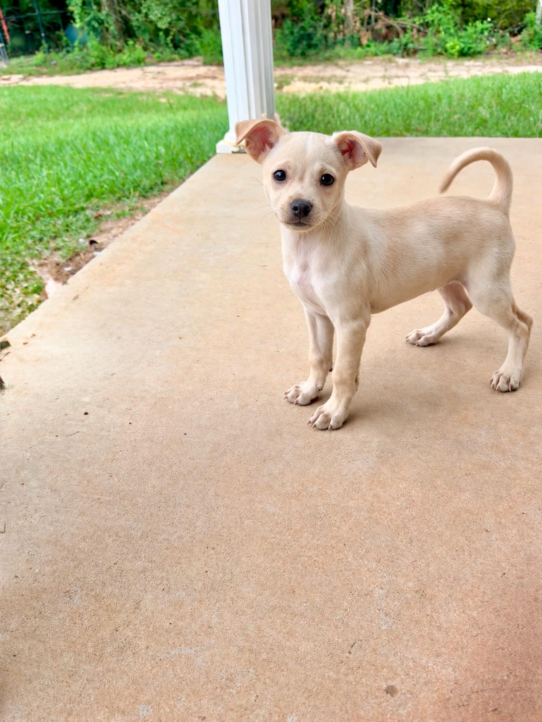 Enlarge Ike, a Adoptable mixed breed in Douglas, GA image 1/1