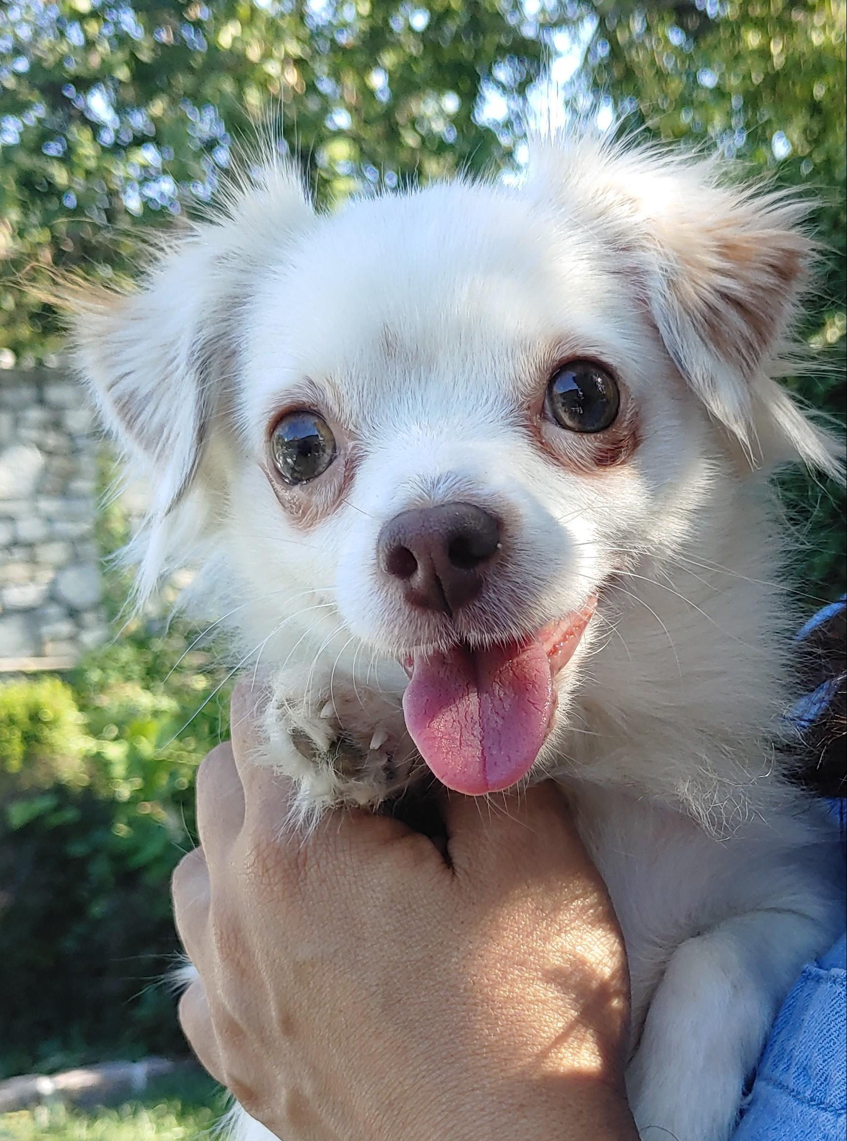 Tilly, Adopted, Adult Female Chihuahua.