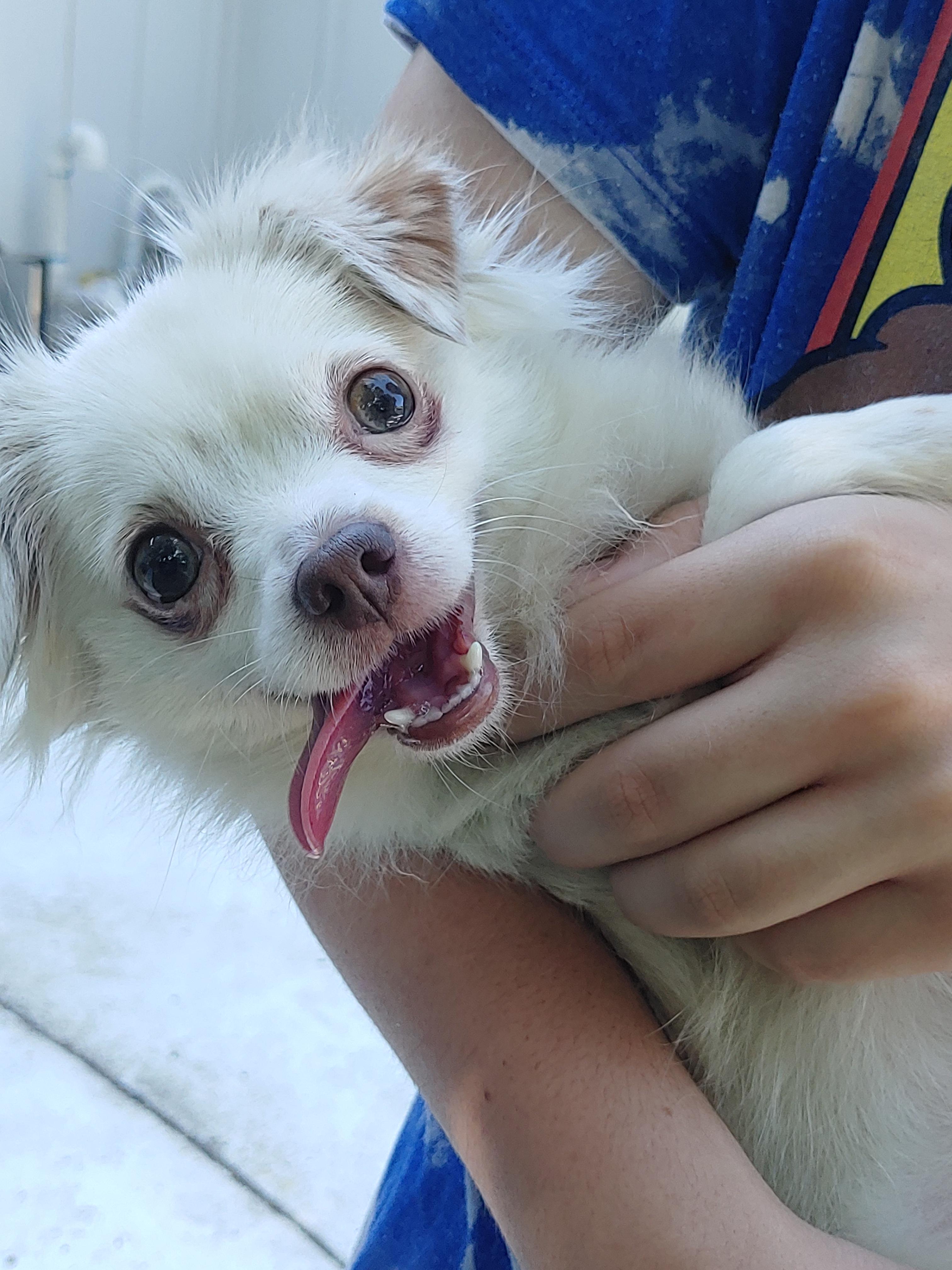 Tilly, a Adopted Chihuahua in Mission, KS image 2/3