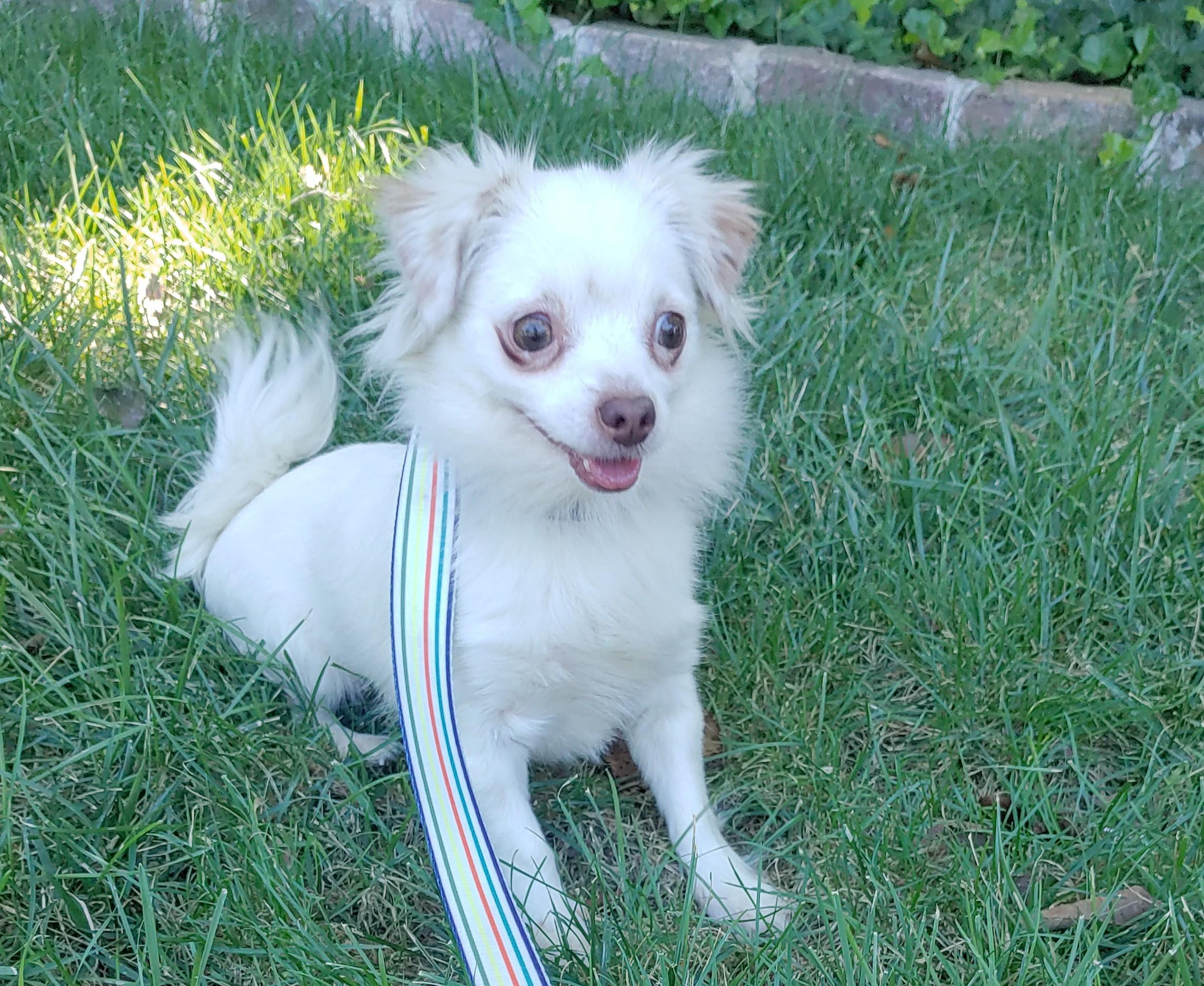 Tilly, a Adopted Chihuahua in Mission, KS image 3/3