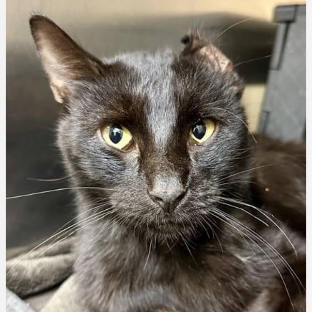 Skelly, Adoptable, Adult Male Domestic Short Hair.