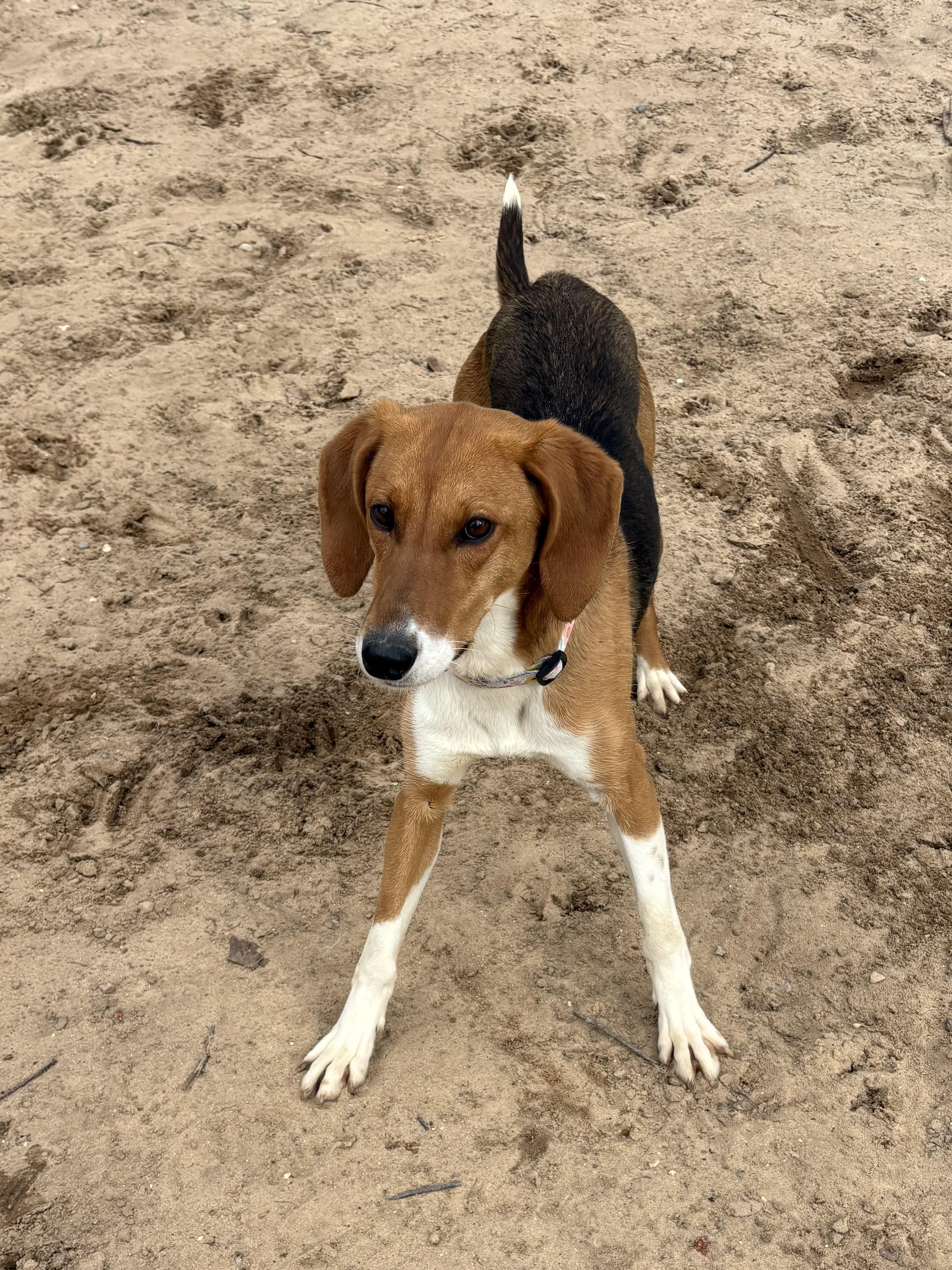 Effie, ADOPTABLE, Young Female Treeing Walker Coonhound.