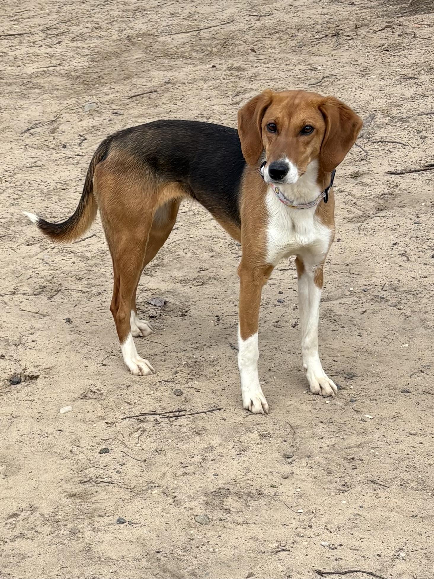 Enlarge Effie, a ADOPTABLE mixed breed in Big Rapids, MI image 2/3