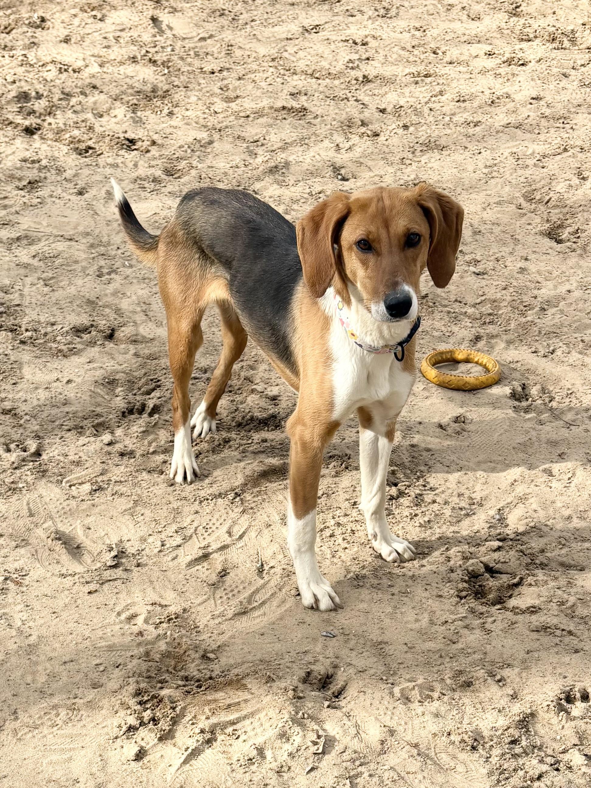 Enlarge Effie, a ADOPTABLE mixed breed in Big Rapids, MI image 3/3