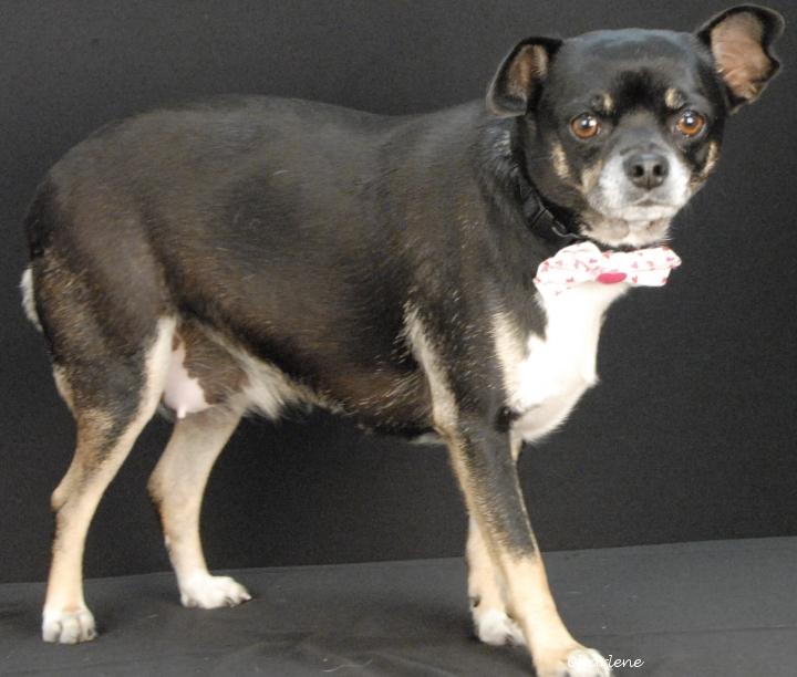 Enlarge Daisy, a Adoptable Chihuahua in Newland, NC image 1/1