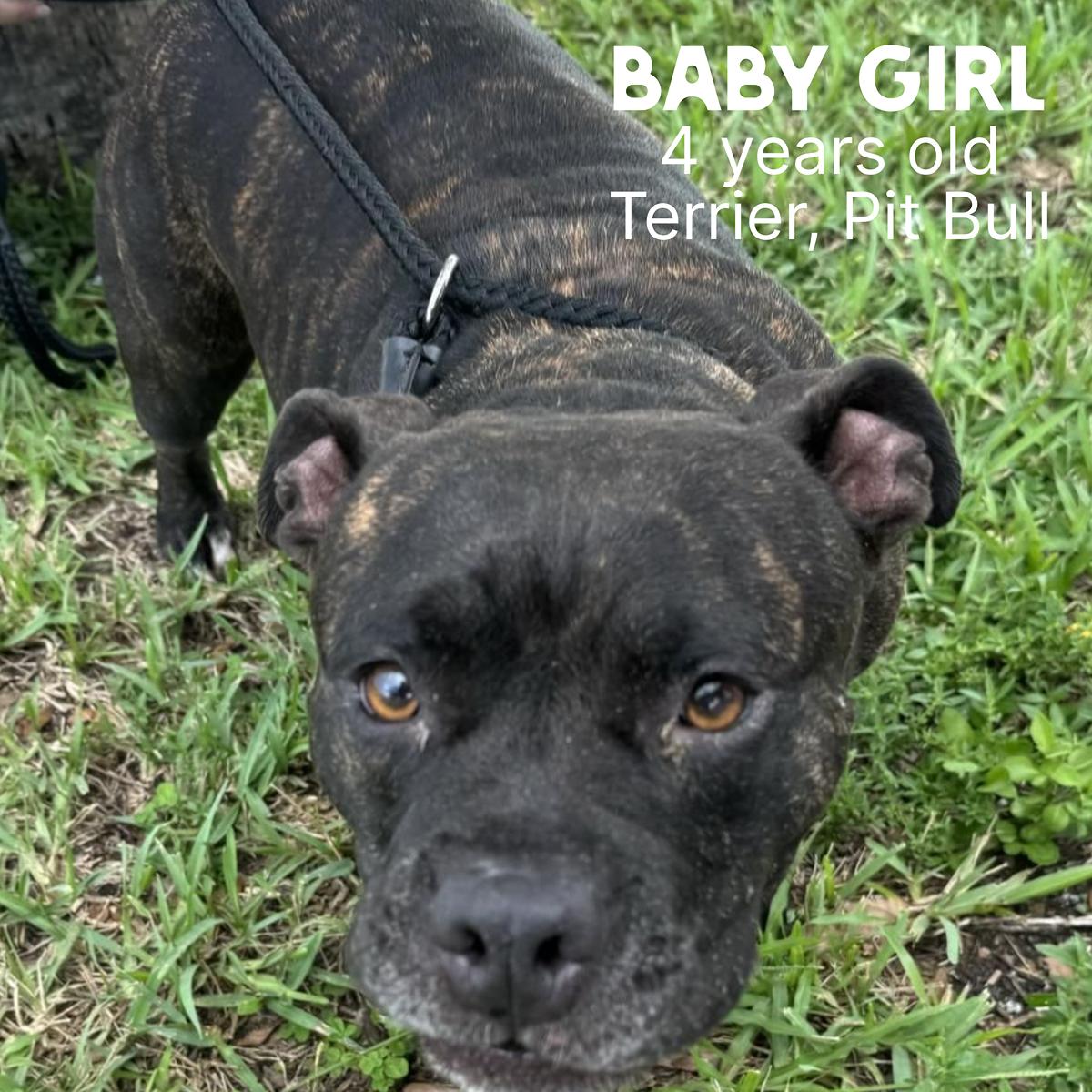 Dog for adoption Baby Girl, a Pit Bull Terrier in Fort Pierce, FL
