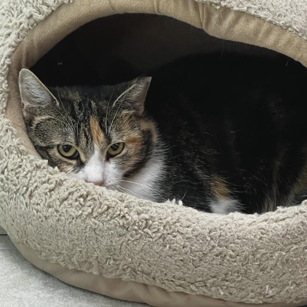 Callie, Adoptable, Young Female Domestic Short Hair.