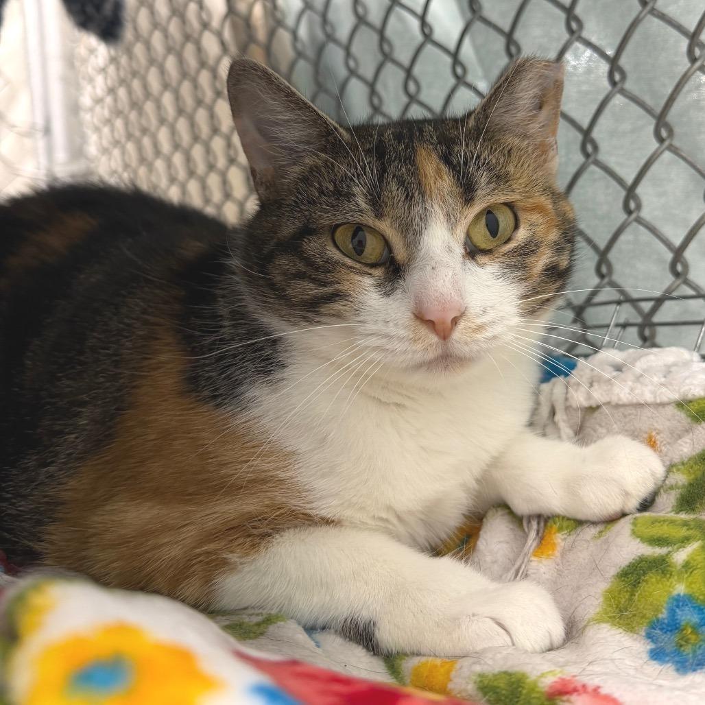 Callie, a Adoptable Domestic Short Hair in East Smithfield , PA image 2/4