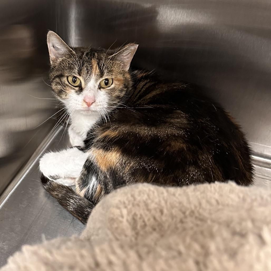 Callie, a Adoptable Domestic Short Hair in East Smithfield , PA image 3/4