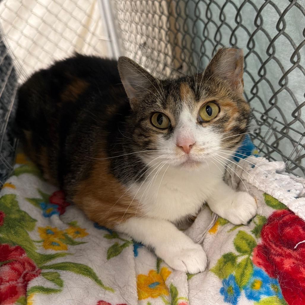Callie, a Adoptable Domestic Short Hair in East Smithfield , PA image 4/4
