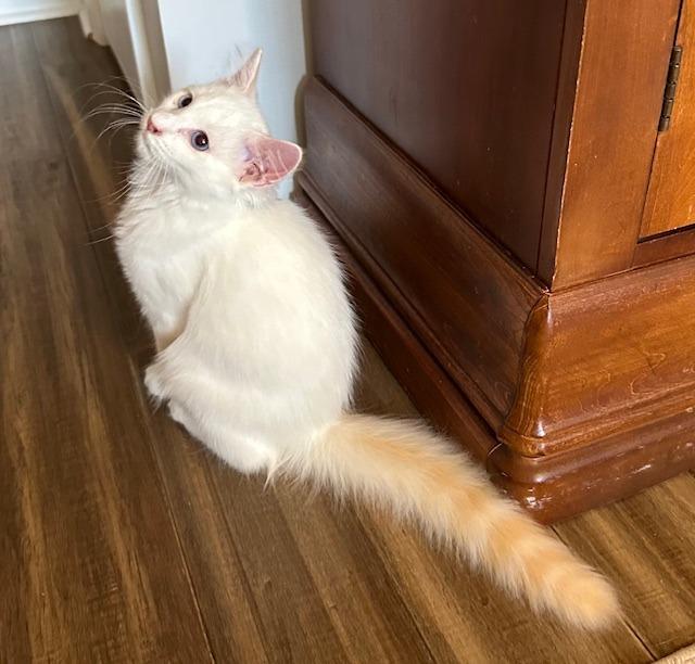 Fluffernutter, a Adopted Siamese in Lawrenceville, GA image 1/3