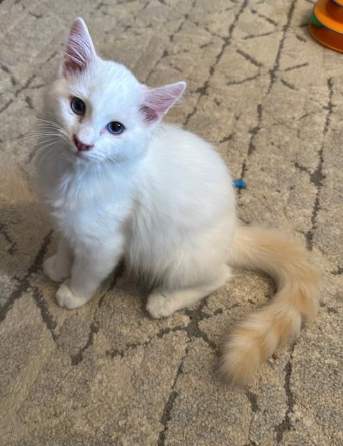 Fluffernutter, a Adopted Siamese in Lawrenceville, GA image 2/3