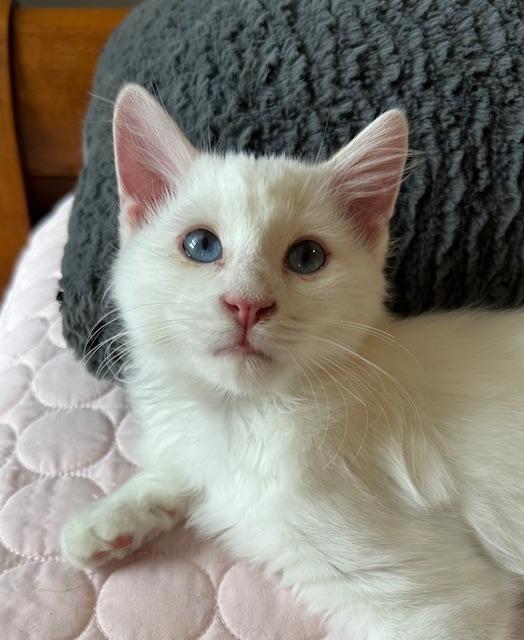 Fluffernutter, a Adopted Siamese in Lawrenceville, GA image 3/3