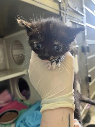 Enlarge Marcia, a Adoptable mixed breed in Columbus, IN image 1/2