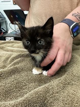 Enlarge Marcia, a Adoptable mixed breed in Columbus, IN image 2/2