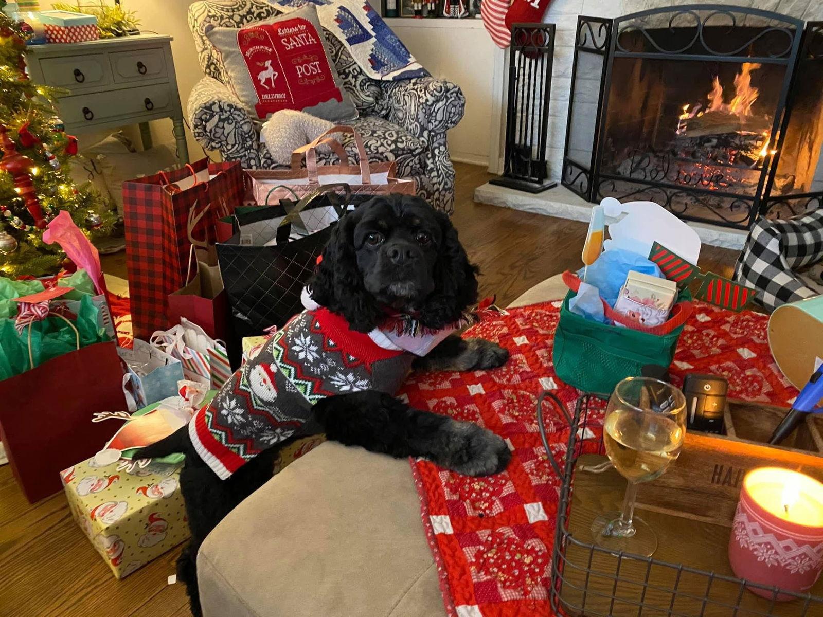 Lady, Adopted, Adult Female Cocker Spaniel.