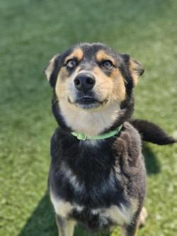 Minnow, Adoptable, Adult Female Mixed Breed & Mixed Breed.