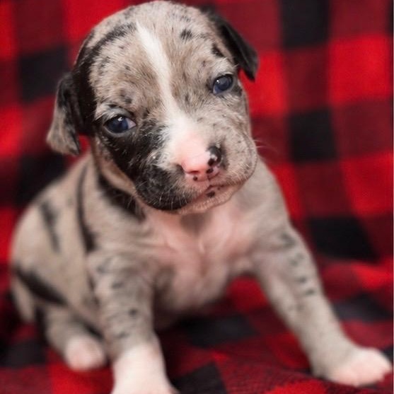 JUNIOR - ARRIVING IN MAINE JULY 18TH, a Adoptable Mixed Breed in Berwick, ME image 4/6