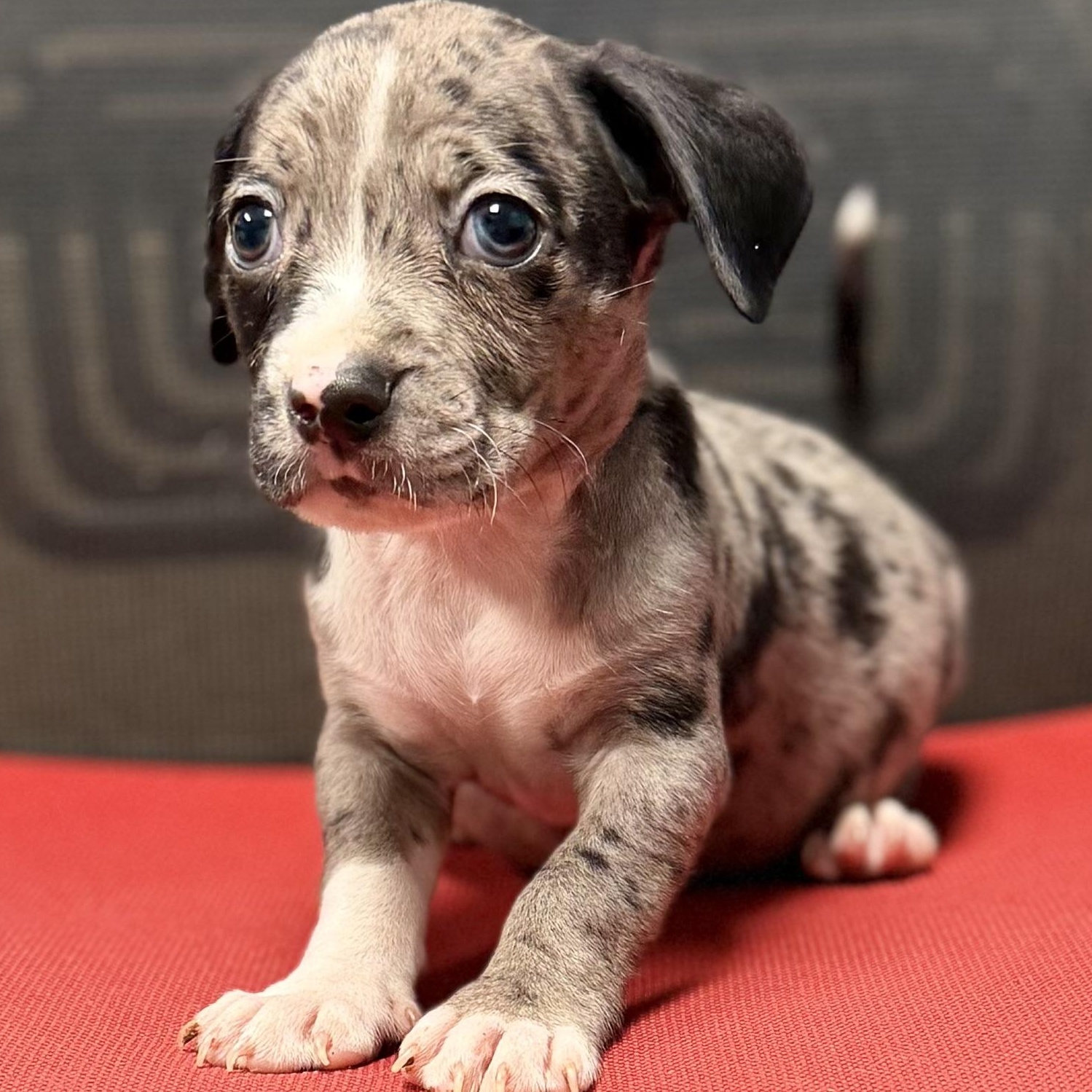 JUNIOR - ARRIVING IN MAINE JULY 18TH, a Adoptable Mixed Breed in Berwick, ME image 2/6