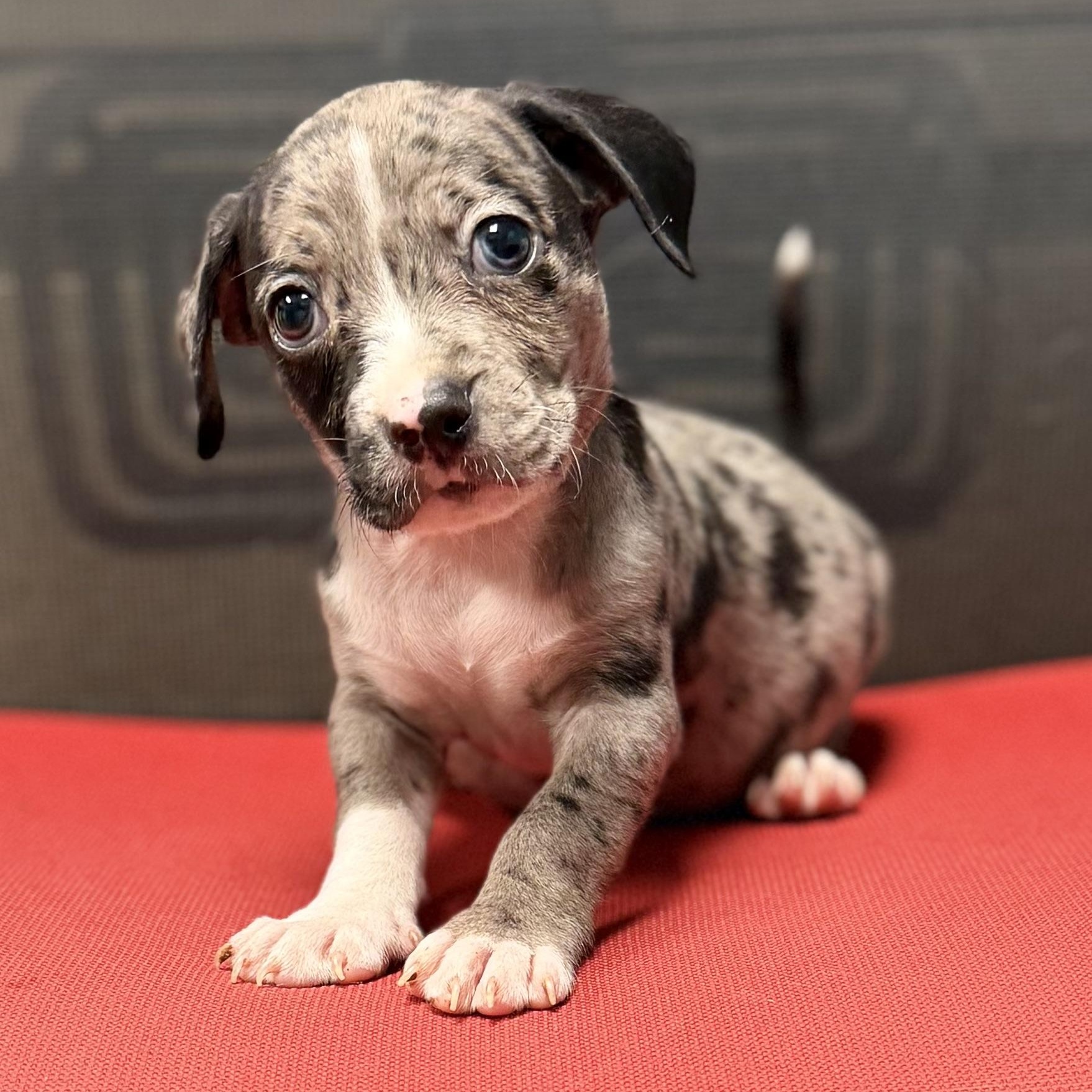 JUNIOR - ARRIVING IN MAINE JULY 18TH, a Adoptable Mixed Breed in Berwick, ME image 1/6