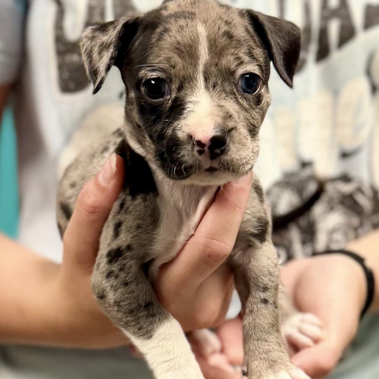 JUNIOR - ARRIVING IN MAINE JULY 18TH, a Adoptable Mixed Breed in Berwick, ME image 3/6