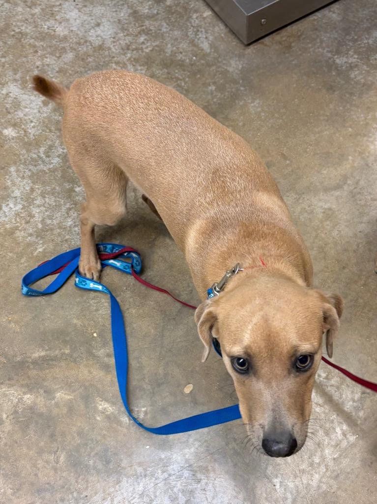 Rocky, Adoptable, Young Male Mixed Breed.