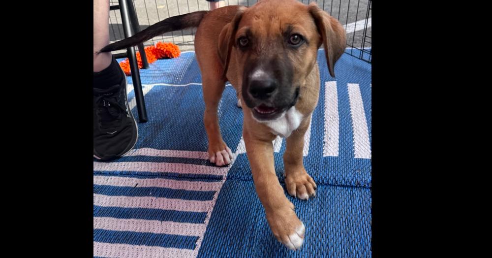 Ezzy - Russell, Adoptable, Puppy Male Labrador Retriever.