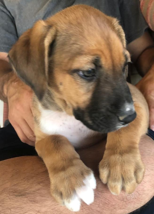 Enlarge Ezzy - Russell, a Adoptable mixed breed in Bonita, CA image 2/6