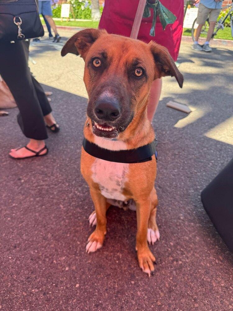 Enlarge Ezzy - Russell, a Adoptable mixed breed in Bonita, CA image 2/4