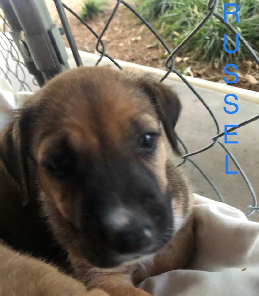 Enlarge Ezzy - Russell, a Adoptable mixed breed in Bonita, CA image 3/6