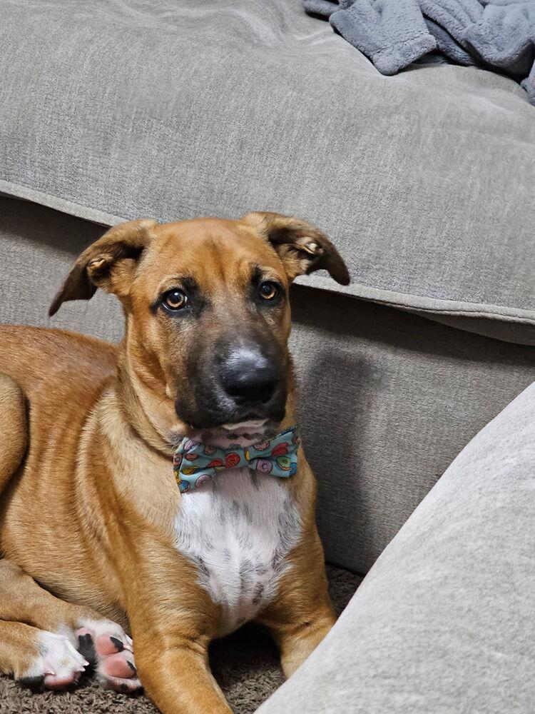 Enlarge Ezzy - Russell, a Adoptable mixed breed in Bonita, CA image 4/6