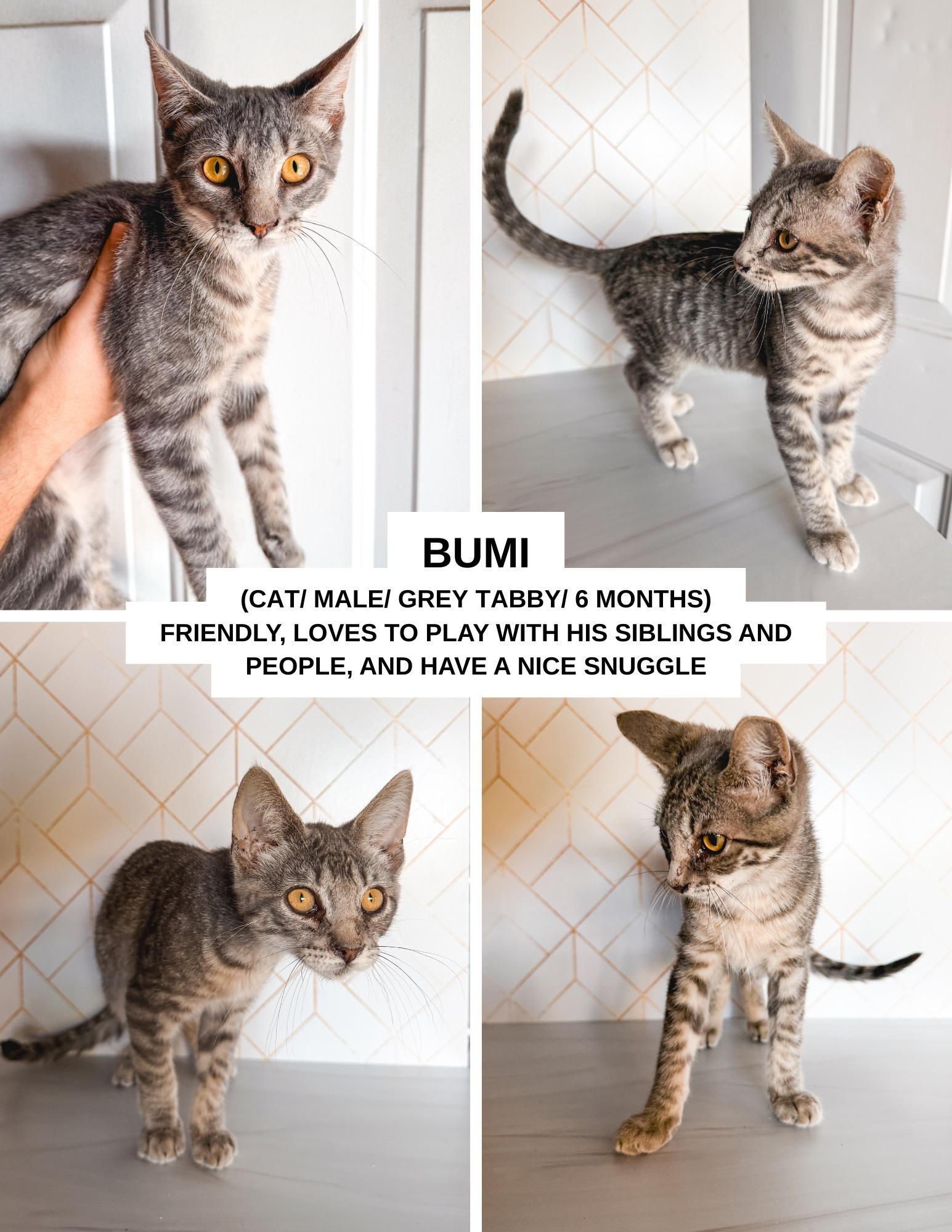 Bumi, Adoptable, Young Male Domestic Short Hair.