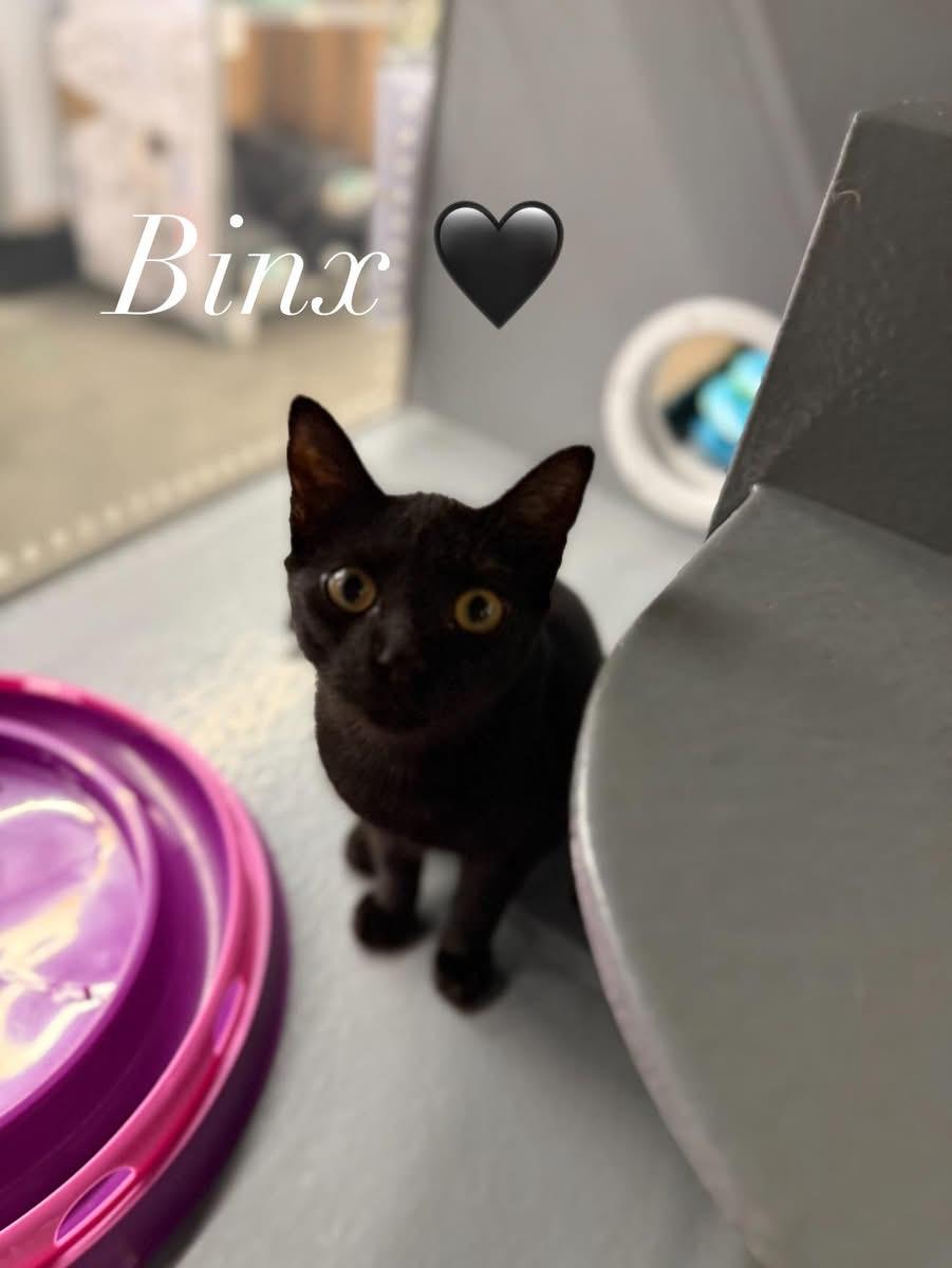 Binx, Adoptable, Young Male American Shorthair.