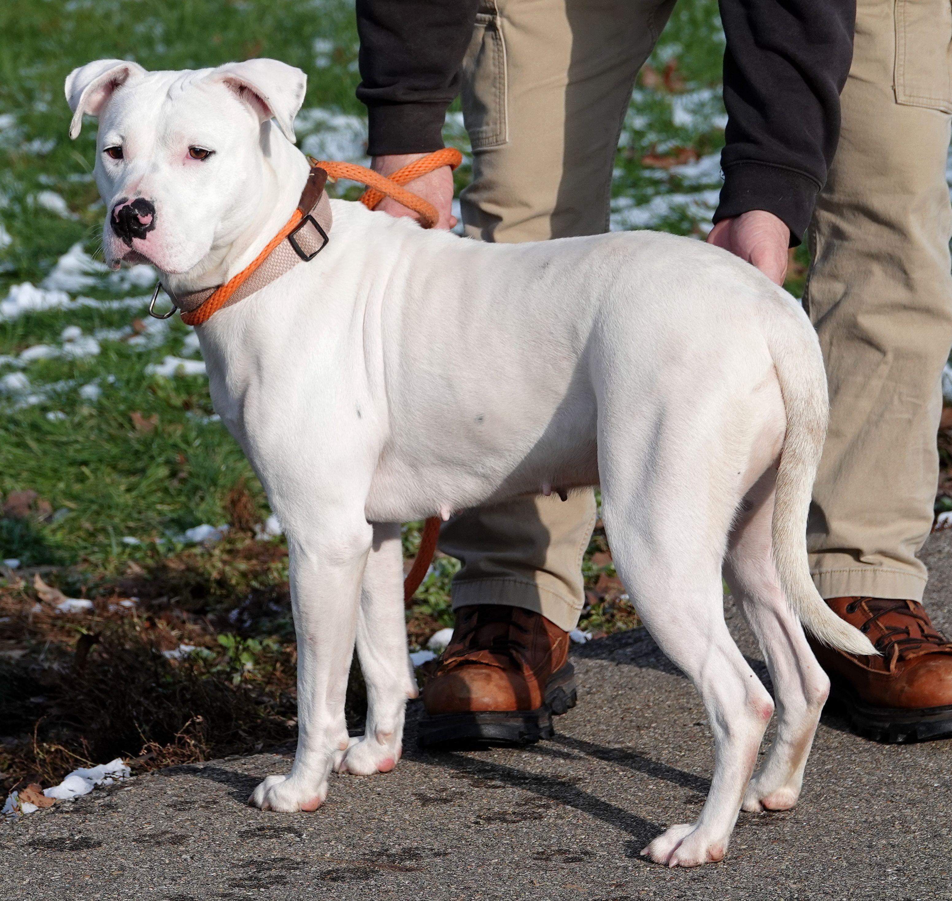 Enlarge Winter , a ADOPTABLE mixed breed in Millfield, OH image 2/3
