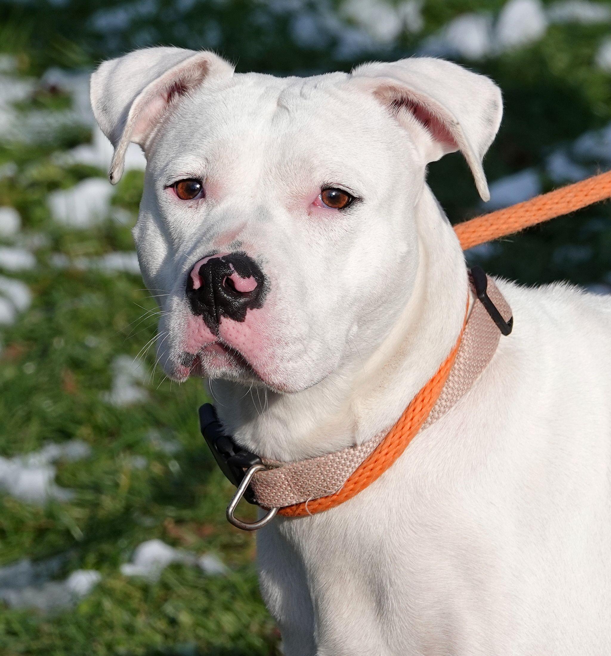 Enlarge Winter , a ADOPTABLE mixed breed in Millfield, OH image 1/3