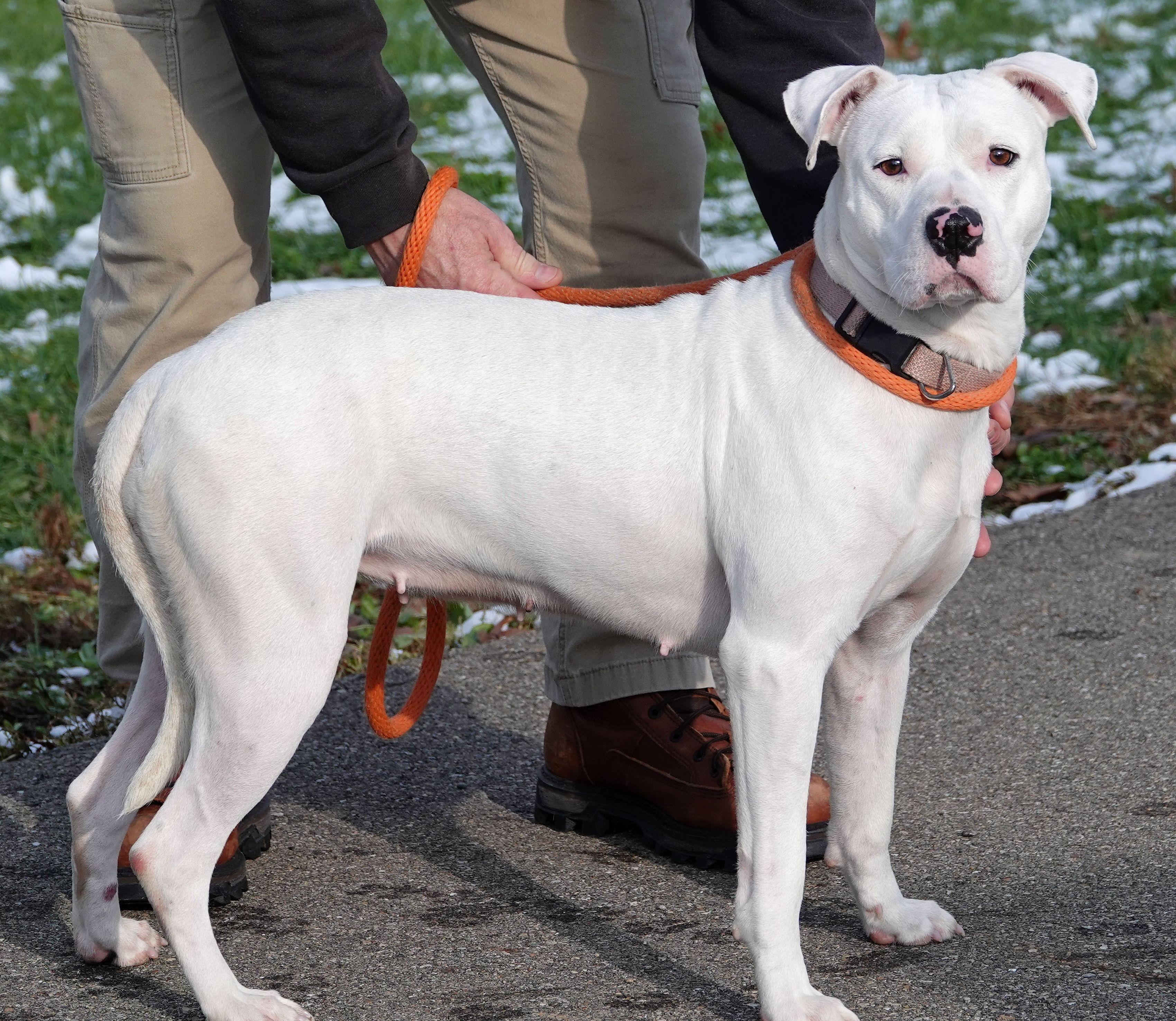 Enlarge Winter , a ADOPTABLE mixed breed in Millfield, OH image 3/3