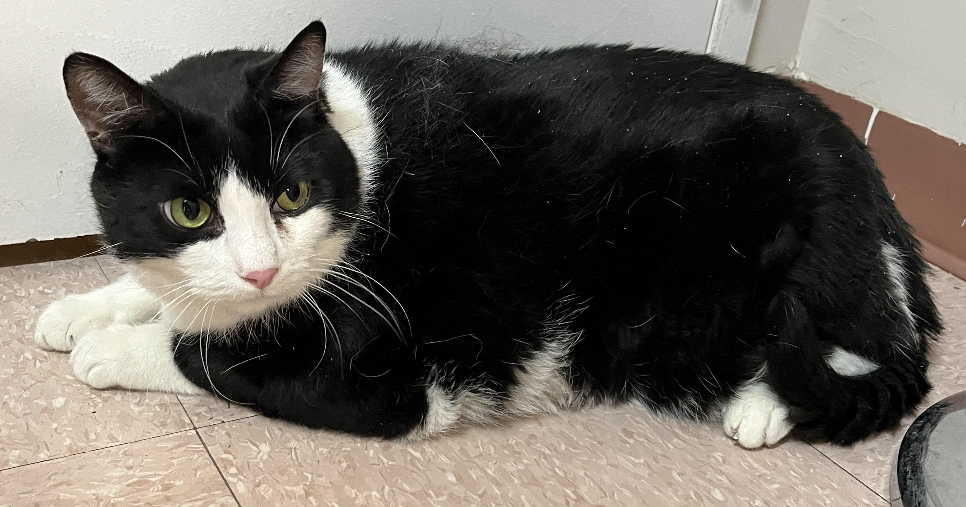 SPIDER (CR/SC), a Adoptable Domestic Short Hair in Sainte-Angele-de-Monnoir, QC image 3/6
