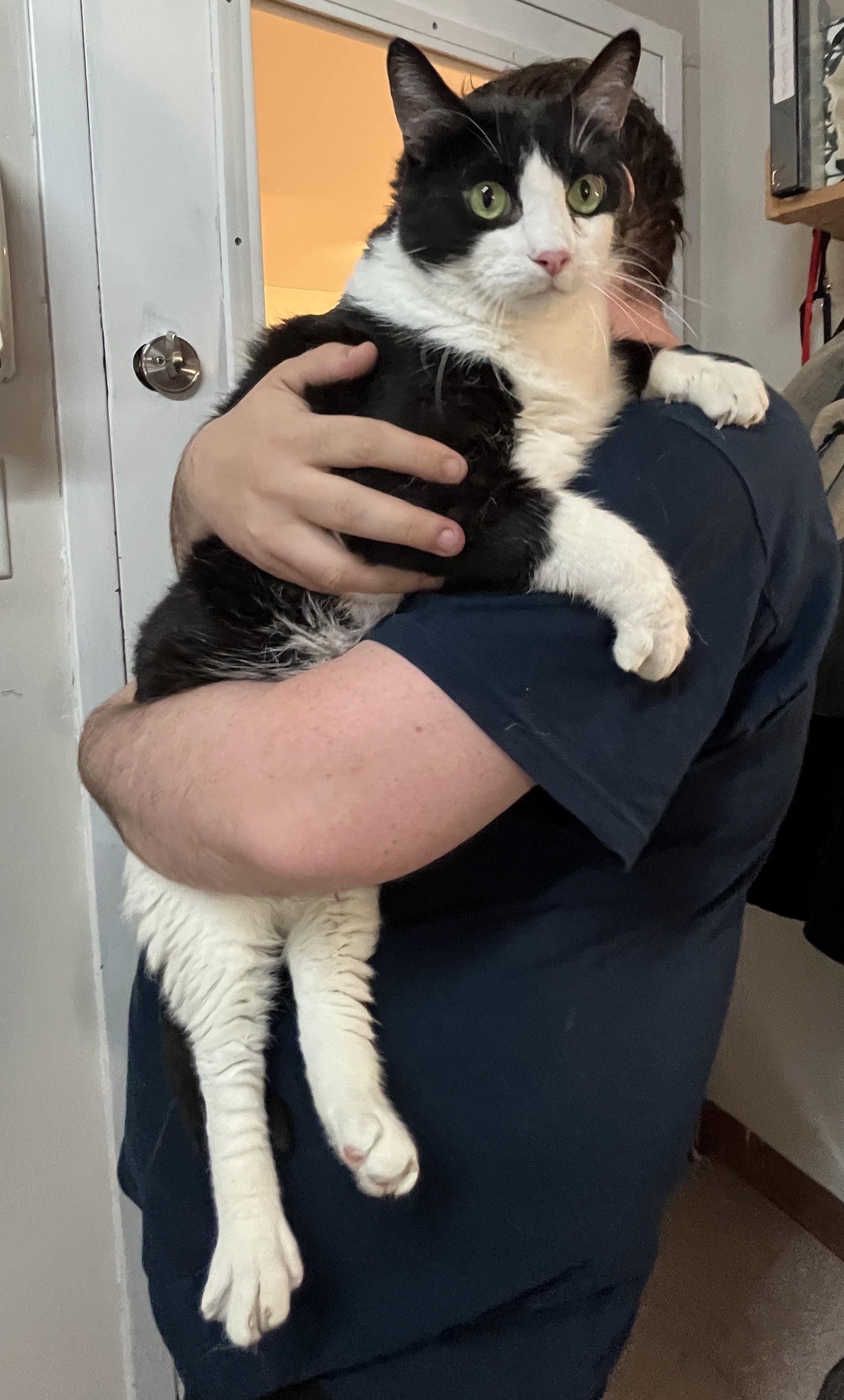 SPIDER (CR/SC), a Adoptable Domestic Short Hair in Sainte-Angele-de-Monnoir, QC image 2/6