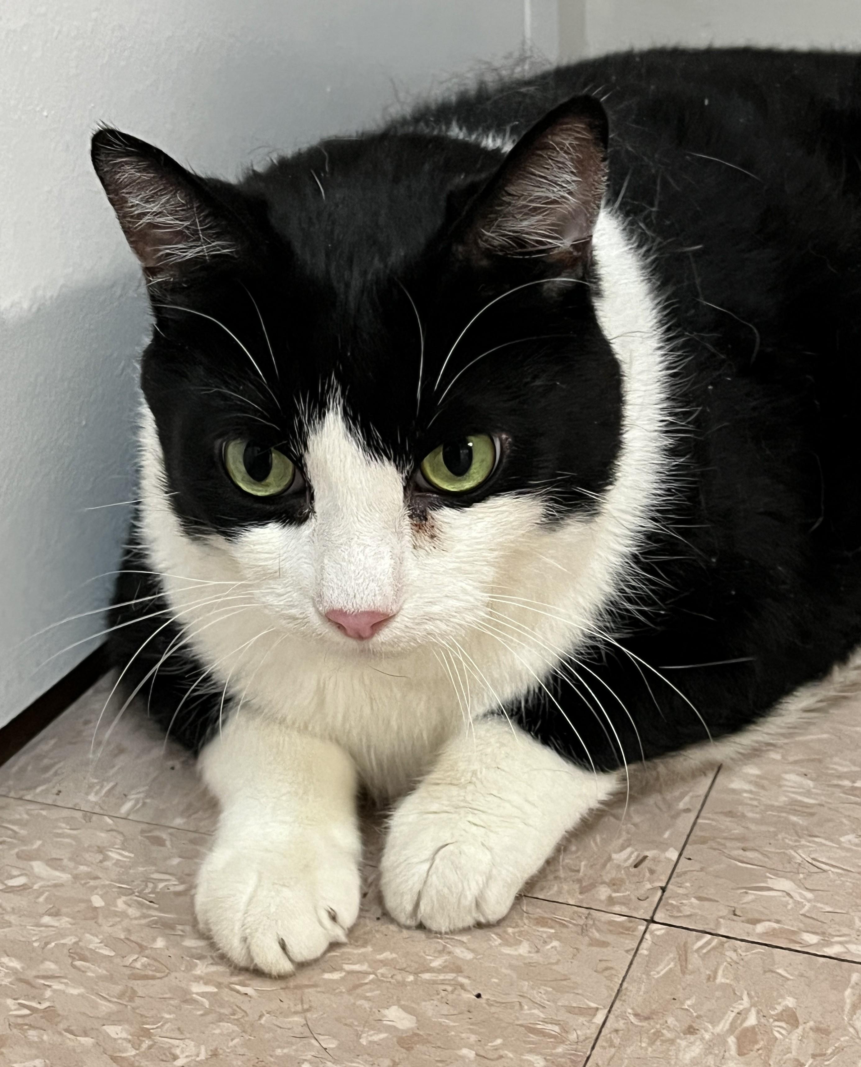 SPIDER (CR/SC), a Adoptable Domestic Short Hair in Sainte-Angele-de-Monnoir, QC image 5/6