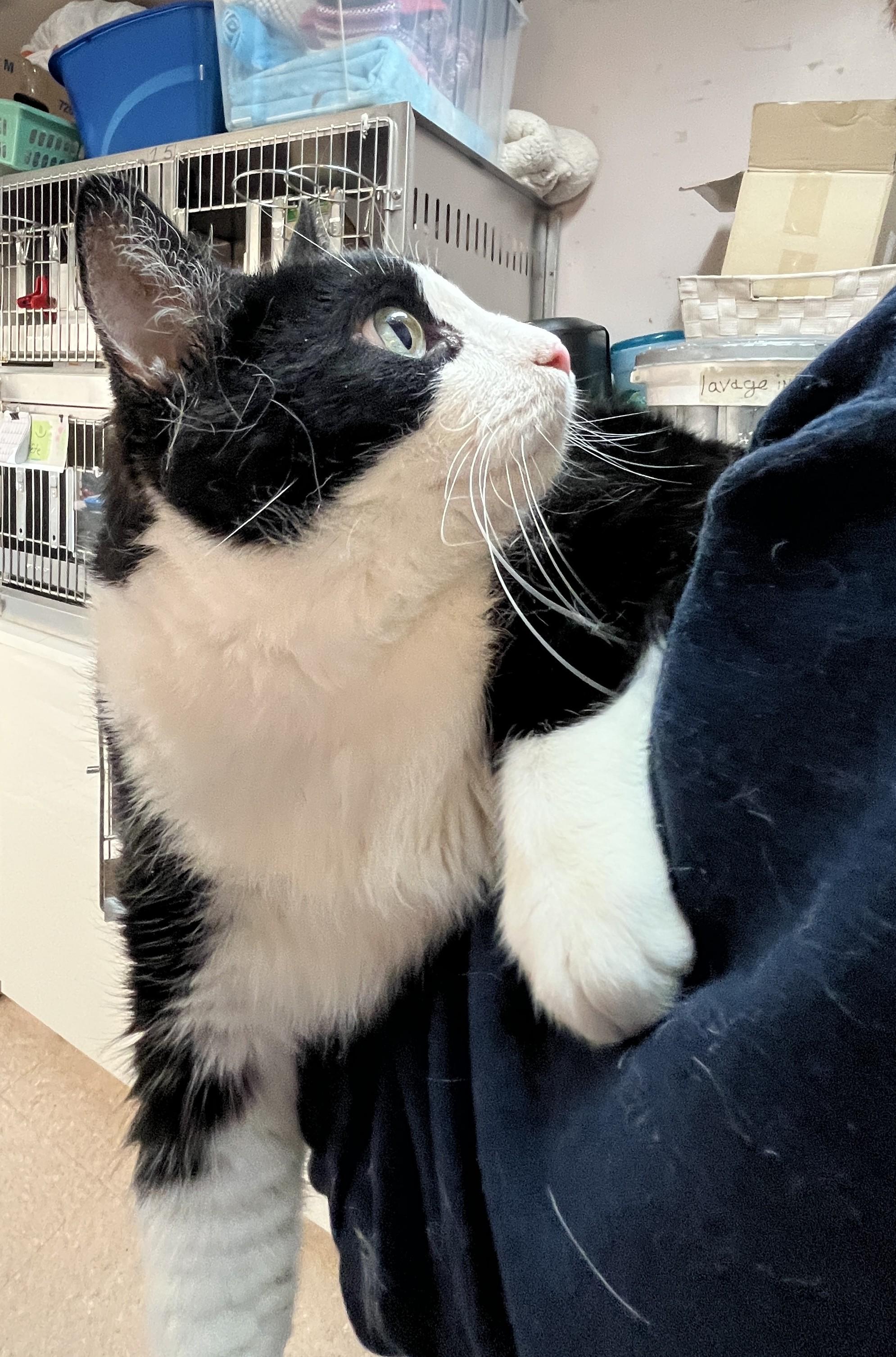 SPIDER (CR/SC), a Adoptable Domestic Short Hair in Sainte-Angele-de-Monnoir, QC image 4/6