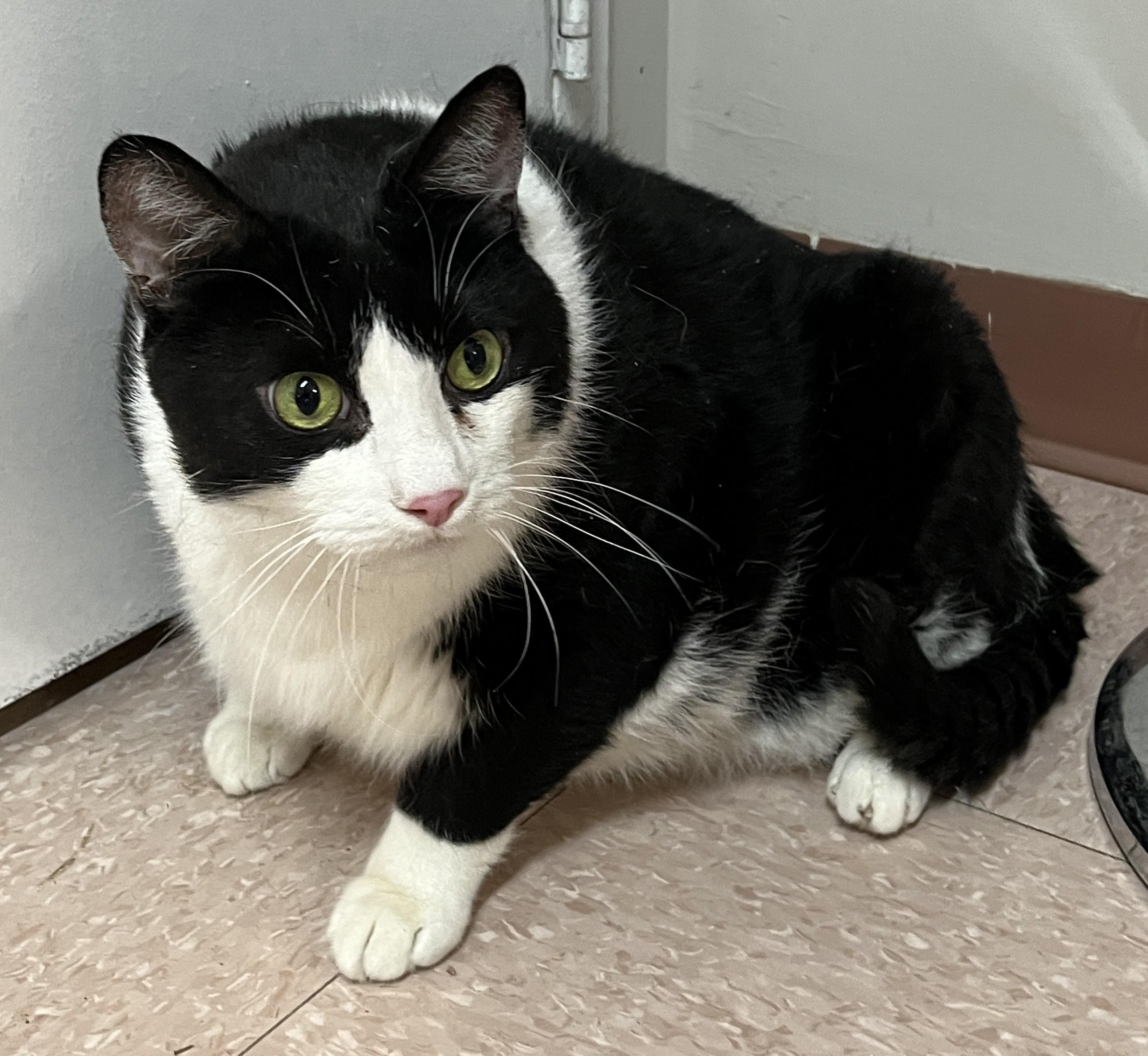SPIDER (CR/SC), Adoptable, Adult Male Domestic Short Hair.