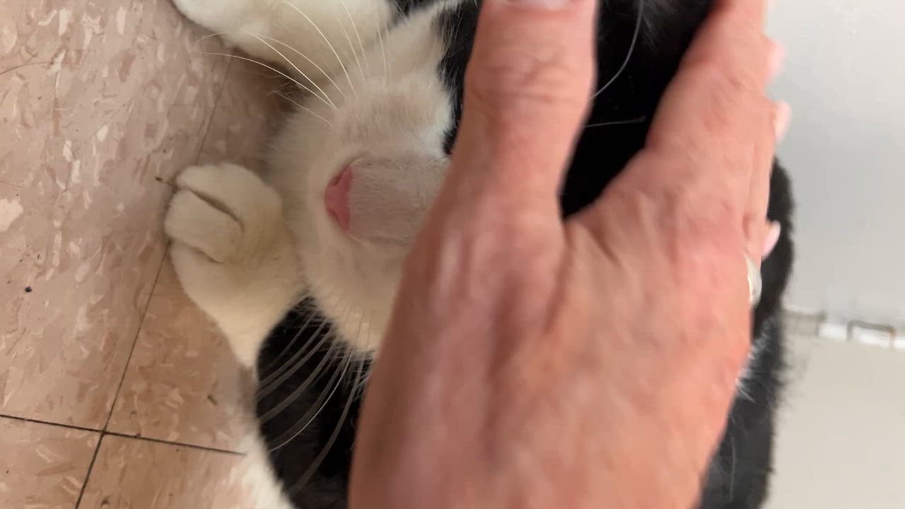 Enlarge SPIDER (CR/SC), a Adoptable Domestic Short Hair in Sainte-Angele-de-Monnoir, QC video 6/6