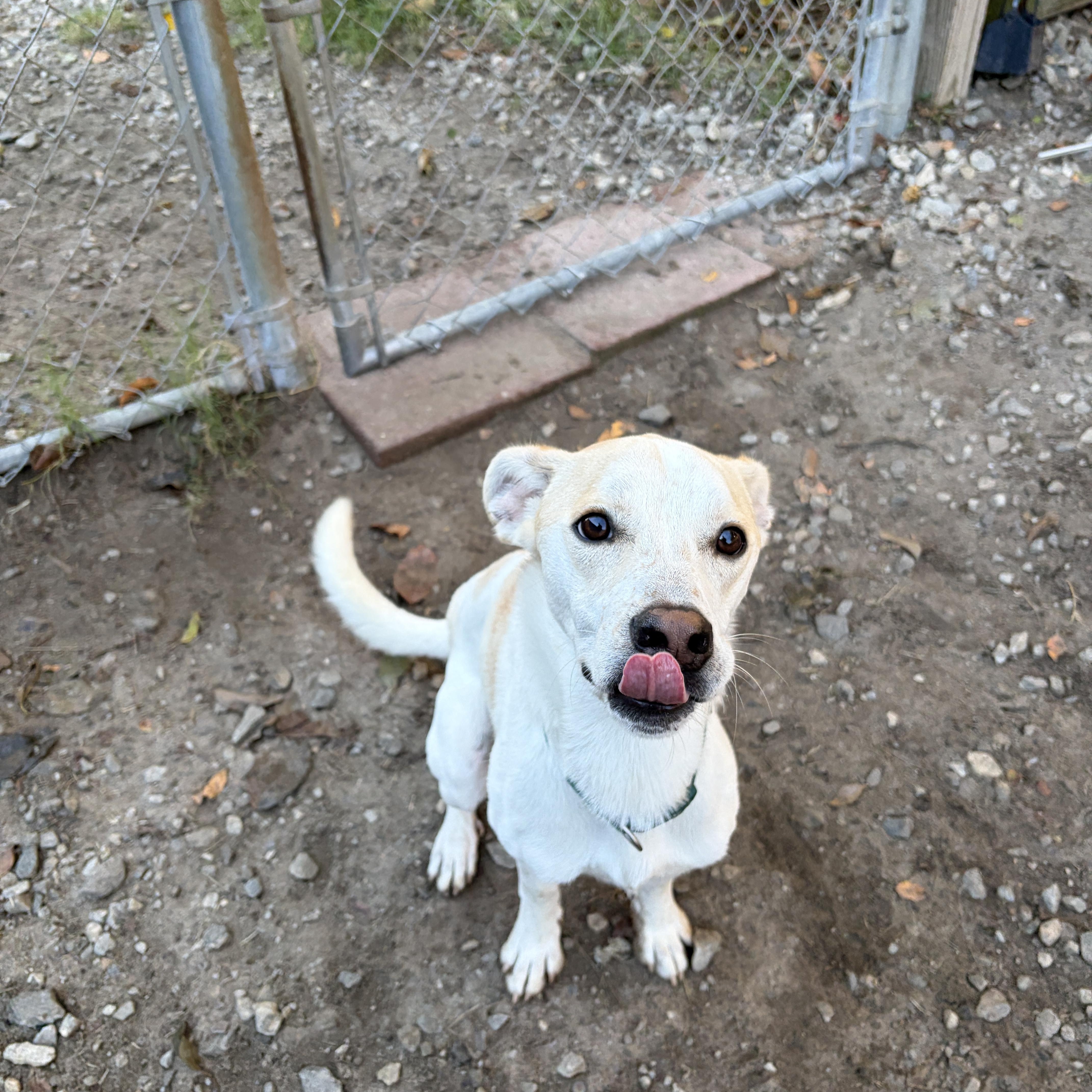 Roger John, Adoptable, Young Male Hound & Jack Russell Terrier.