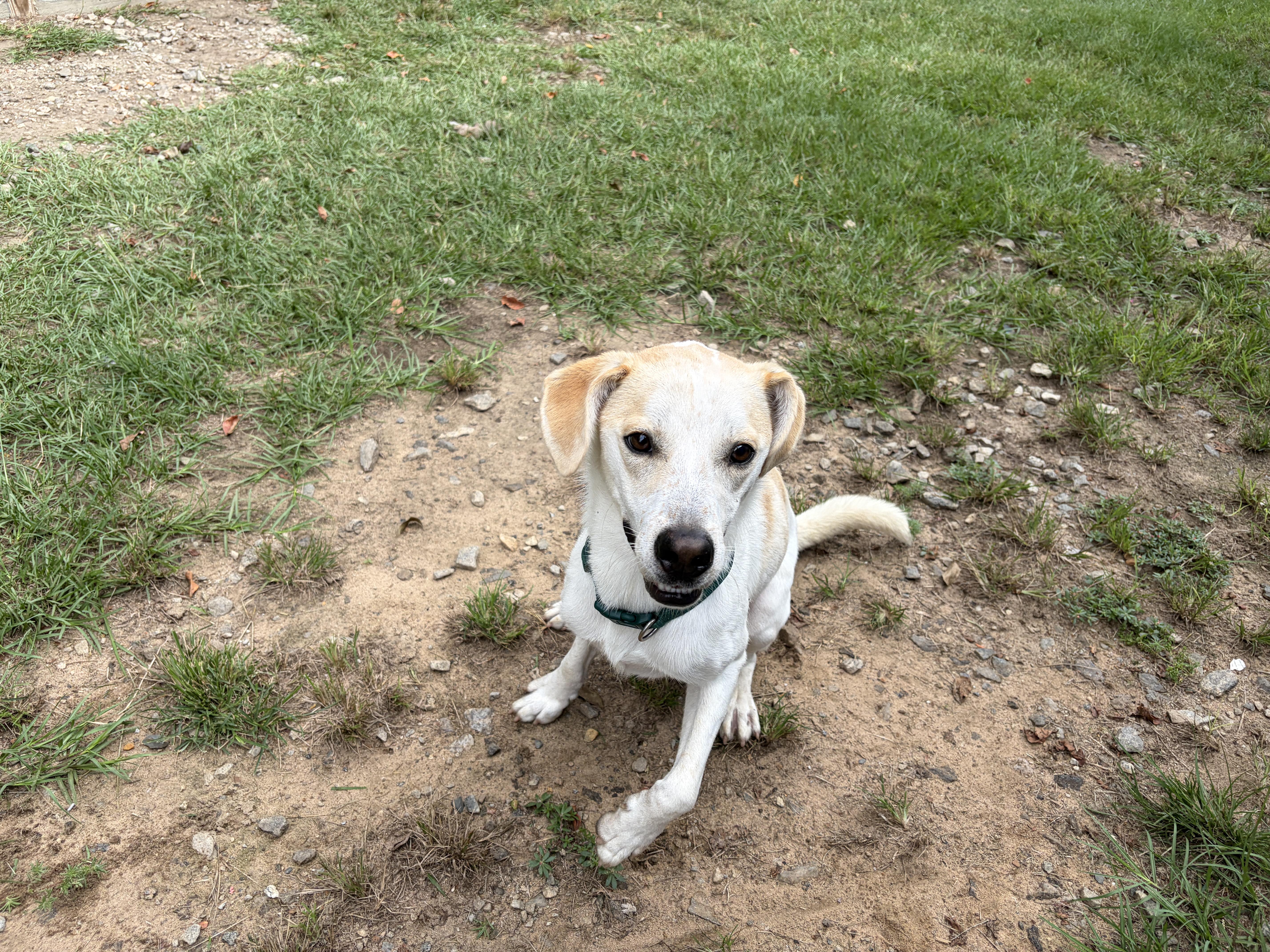 Enlarge Roger John, a Adoptable mixed breed in Perry, GA image 3/4
