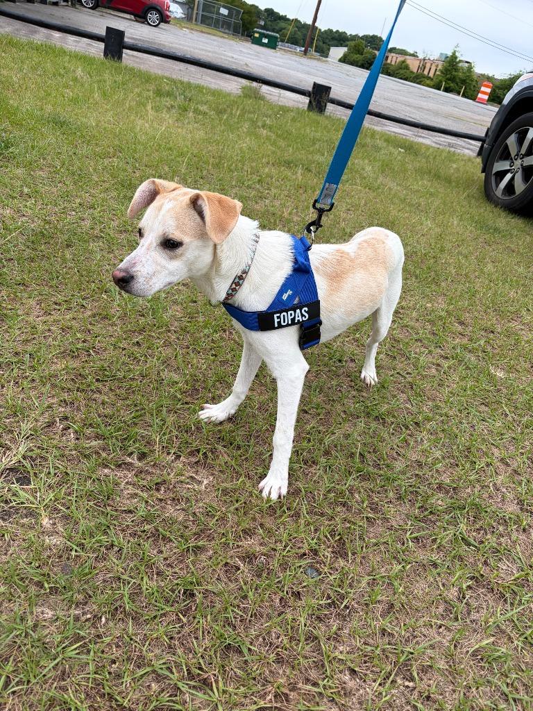 Roger John, Adoptable, Young Male Hound & Jack Russell Terrier.